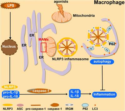 Mitochondrial Contact Sites in Inflammation-Induced Cardiovascular Disease